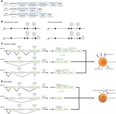 The Immunoregulatory Role of the Signal Regulatory Protein Family and CD47 Signaling Pathway in Type 1 Diabetes